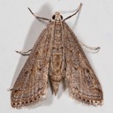 4764 Watermilfoil Leafcutter Moth (Parapoynx allionealis)