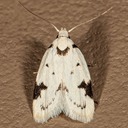 1034 Black-marked Inga Moth (Inga sparsiciliella)