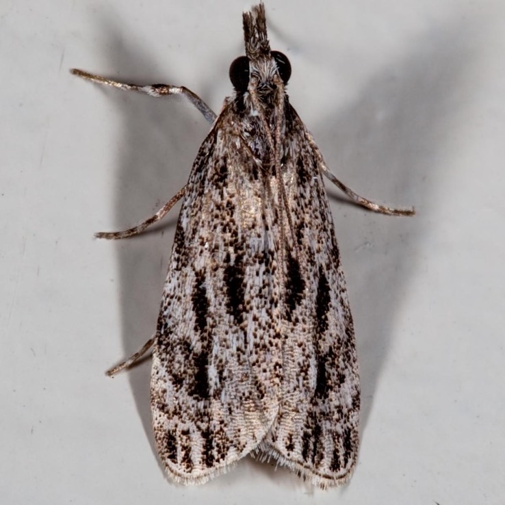  4738 – Striped Eudonia Moth – Eudonia strigalis
