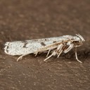 1139 Five-spotted Glyphidocera (Glyphidocera lactiflosella)