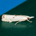 5419 Gold-stripe Grass-veneer Moth (Microcrambus biguttellus) 