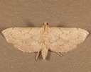 5126 Lesser Canna Leafroller Moth (Geshna cannalis)