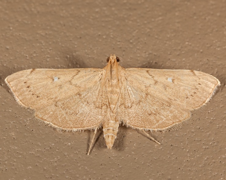 5126 Lesser Canna Leafroller Moth (Geshna cannalis)