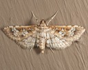 5151 Salvinia Stem-borer Moth (Samea multiplicalis)