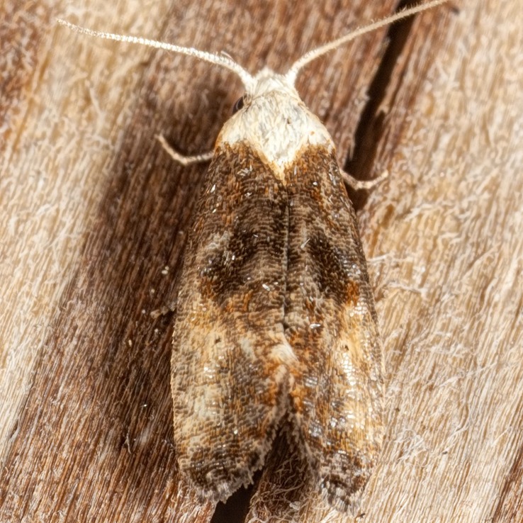 3790 Fleabane Cochylid Moth (Eugnosta erigeronana)