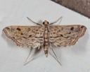4764 Watermilfoil Leafcutter Moth (Parapoynx allionealis)