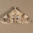 4748 Pondside Pyralid Moth (Munroessa icciusalis)