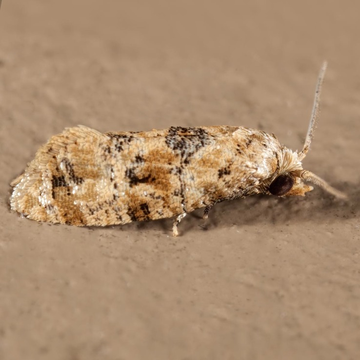 3803 Chrysanthemum Flower Borer Moth (Lorita scarificata)