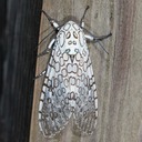 8146 Giant Leopard Moth (Hypercompe scribonia)