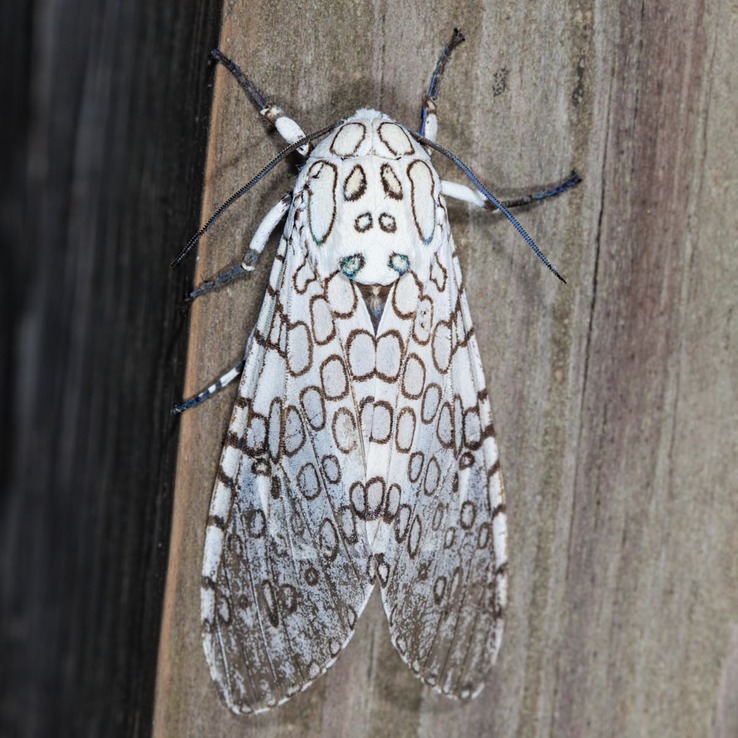 8146 Giant Leopard Moth (Hypercompe scribonia)