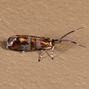 2653 Slosson's Metalmark Moth (Tortyra slossonia)