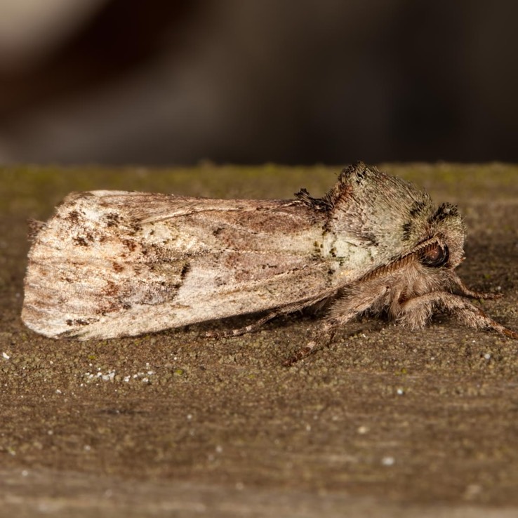 8012 Red-washed Prominent - Oligocentria semirufescens