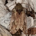 8012 Red-washed Prominent - Oligocentria semirufescens