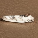 1014 Pale Gray Bird-dropping Moth Antaeotricha leucillana
