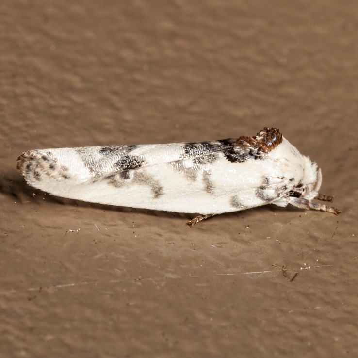 1014 Pale Gray Bird-dropping Moth Antaeotricha leucillana