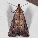 8431 Black-spotted Schrankia (Schrankia macula)
