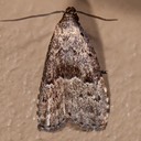 8420  Large Hypenodes Moth (Hypenodes caducus)