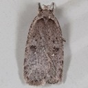 0889 (Agonopterix argillacea)