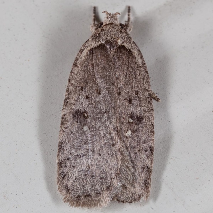 0889 (Agonopterix argillacea)