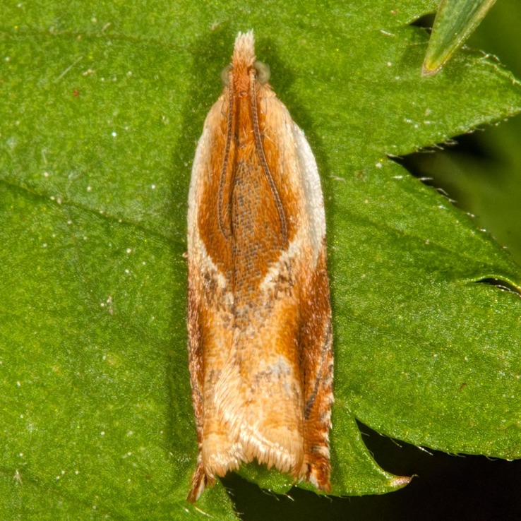 3358 Black-marked Ancylis (Ancylis metamelana)