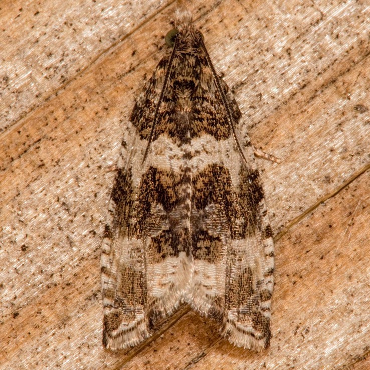 2770 Dusky Leafroller (Orthotaenia undulana)