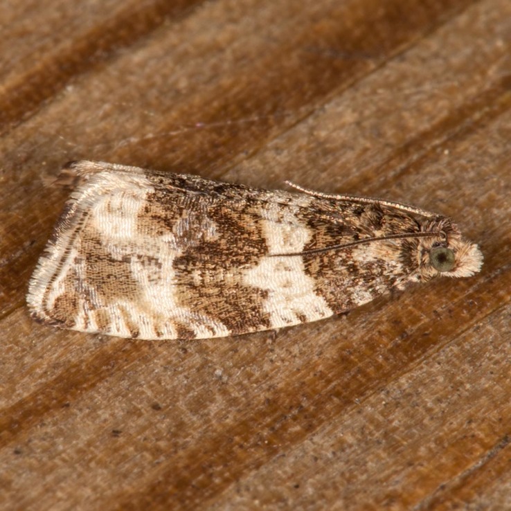 2770 Dusky Leafroller (Orthotaenia undulana)