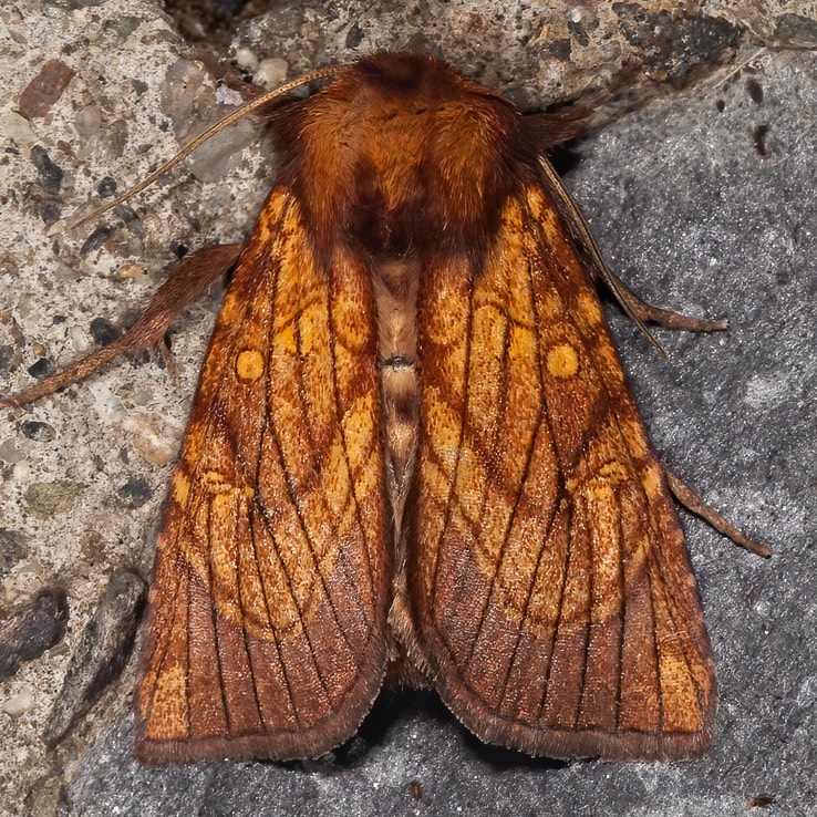 9483 Sensitive Fern Borer (Papaipema inquaesita)