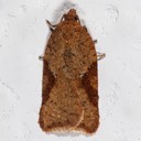 3521 Acleris semiannula tnt