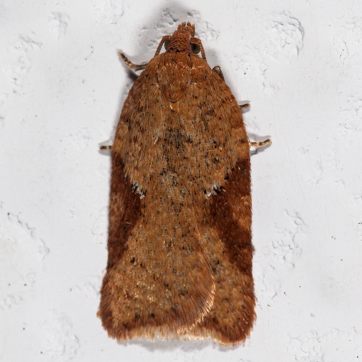 3521 Acleris semiannula tnt