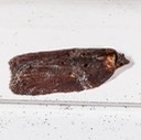 3533 - Acleris celiana