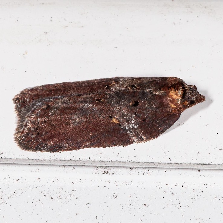 3533 - Acleris celiana