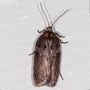 3533 - Acleris celiana