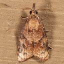 3732 - Black-shaded Platynota Moth - Platynota flavedana