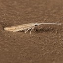 1349 - Coleophora lineapulvella tnt