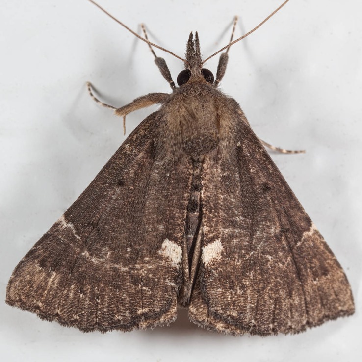 8443 Dimorphic Bomolocha (Hypena bijugalis)