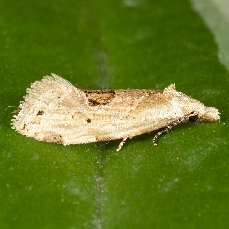 3754.1 Aethes angustana