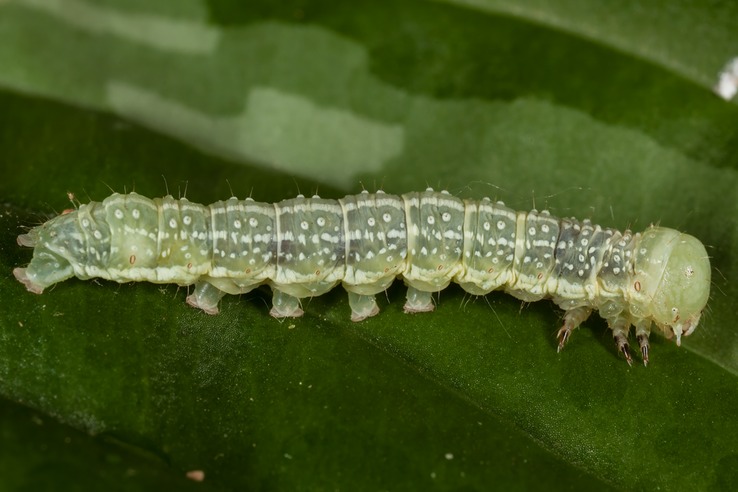 9910 Lithophane antennata