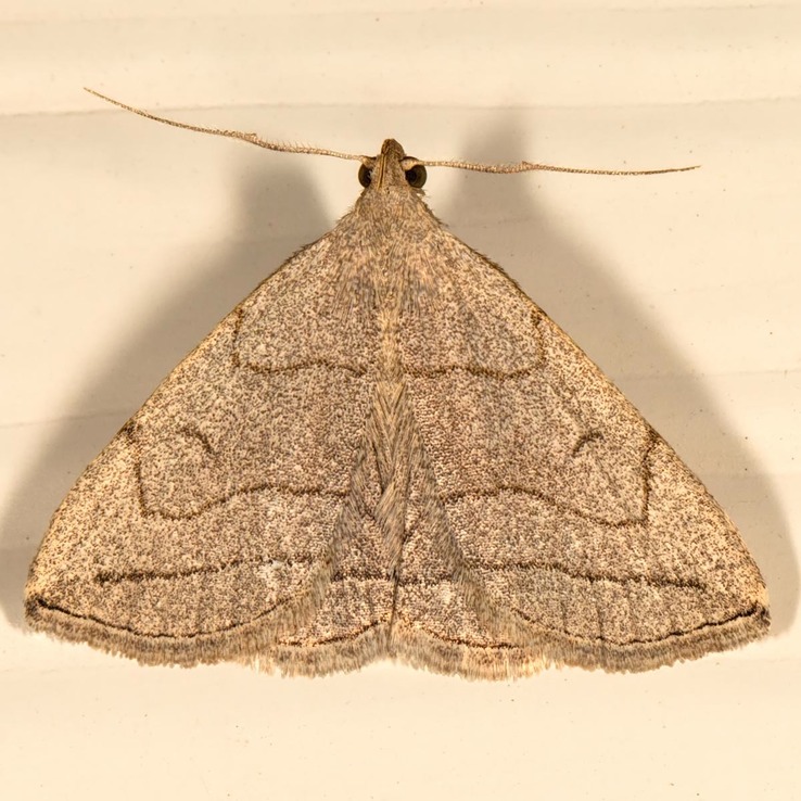8348 grayish Zanclognatha Moth (Zanclognatha pedipilalis) male