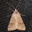 8739 – Caenurgina erechtea – Forage Looper Moth