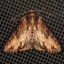 9341 Airy Apamea (Apamea vultuosa)