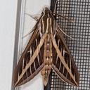 7894 White-lined Sphinx Moth (Hyles lineata)