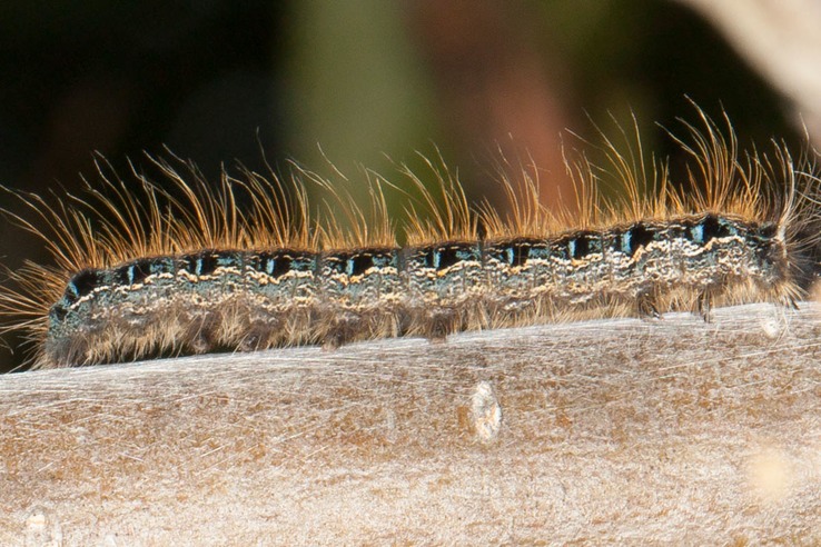 7701 Eastern Tent Caterpillar - Malacosoma americanum