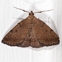 8350 (Zanclognatha martha)