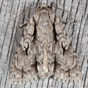 9227 Pleasant Dagger (Acronicta laetifica)