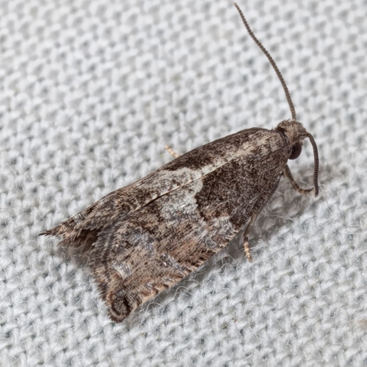 3228 (Gypsonoma salicicolana)