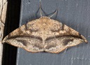 6974 Juniper-twig Geometer (Patalene olyzonaria)