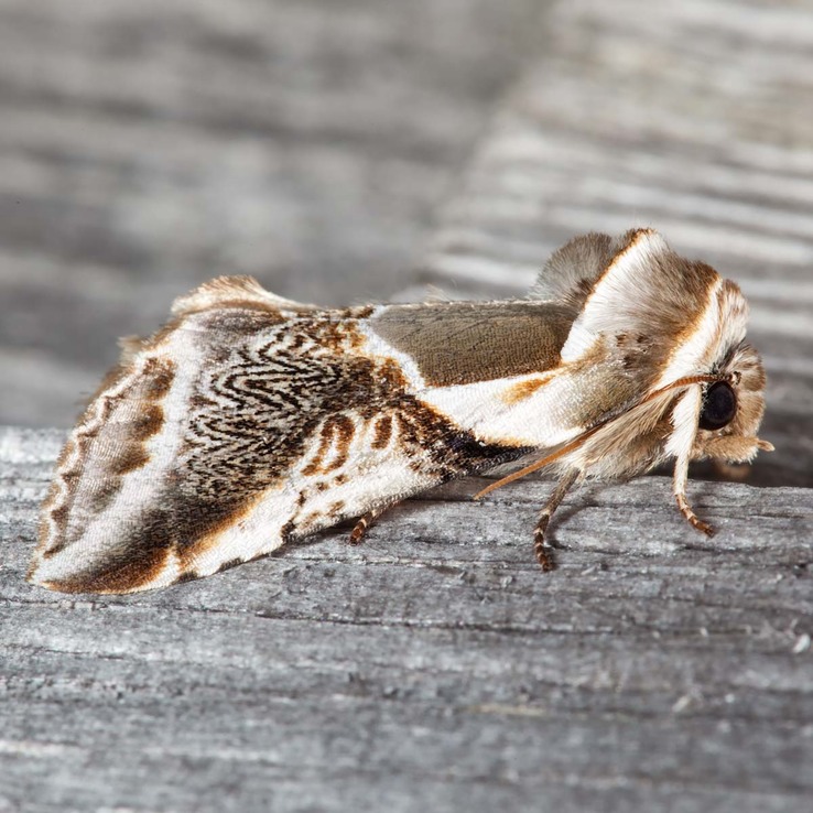 6235 Lettered Habrosyne Moth (Habrosyne scripta )