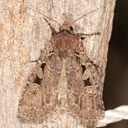 10805 Tessellate Dart (Euxoa tessellata)