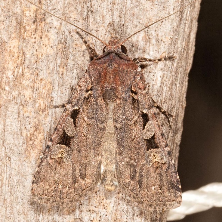 10805 Tessellate Dart (Euxoa tessellata)