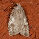 9664 White-blotched Balsa Moth (Balsa labecula)